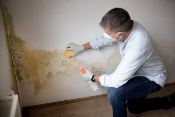 Best Mold-Related Health Consultation  in James City, NC